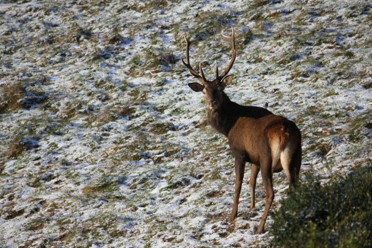 Maison Du Coue Pyrenees Mourtis Gite Pour 2 A 12 Pers Sengouagnet Exteriér fotografie